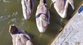 Kolejny łabędź z wbitym haczykiem. Czy ptaki wodne nad Trzesieckiem muszą cierpieć?