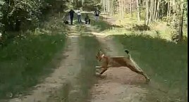 Ryś Diego koło Szczecinka. Od dziś mieszka w lesie