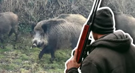 Czy miejskie dziki zostaną odstrzelone?