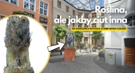 „Roślina” wyrośnie w ratuszu