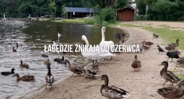Znikające z Trzesiecka łabędzie. Pytania o los 33 pt…