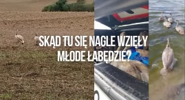 Po naszej publikacji: odnaleziono pięć łabędzi. Ktoś…