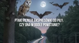 S11 do Piły zabraniają nietoperze i ptaszki