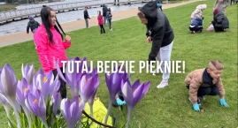 Tysiące krokusów przed zamkiem. Wielkie sadzenie, ef…