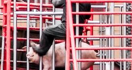 Zwierzęta idą na rzeź. Nagrano niesłychane okrucieństwo i przemoc