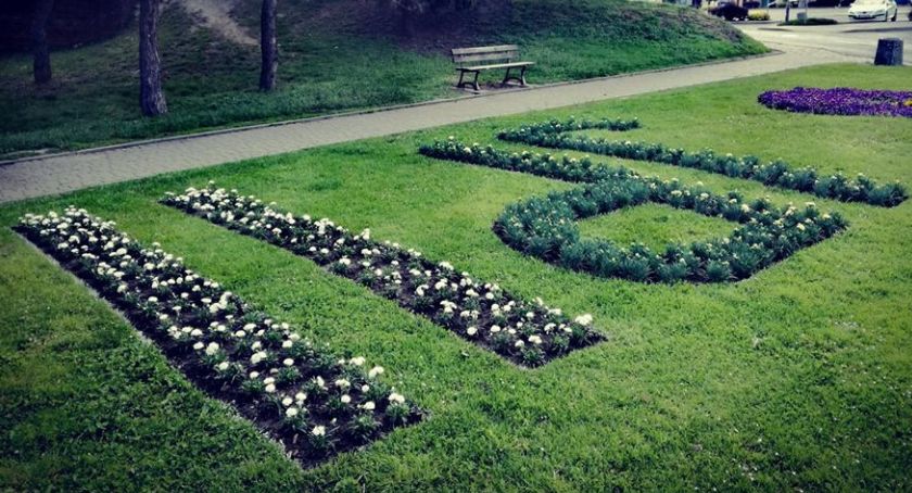 Białe i żółte goździki utworzyły napis JP II