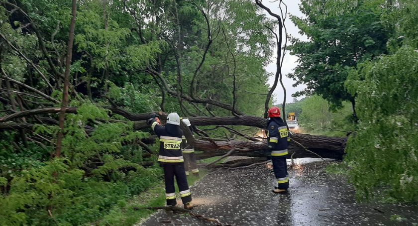 Powalone drzewo, dachowanie renault oraz pożar wierzby 