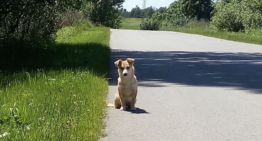 Porzucone na drodze pieski czekają na dom