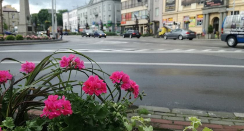 5 tysięcy kwiatów posadzono na terenie miasta 