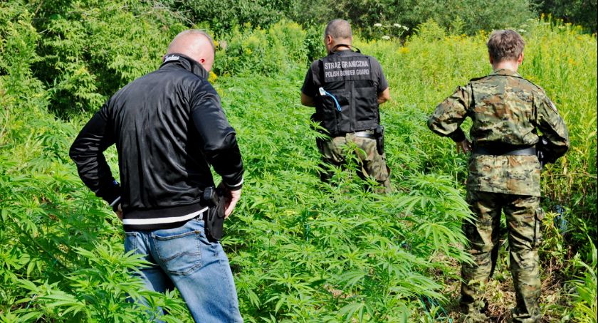 Plantacja konopii indyjskich na terenie gminy Laszki 