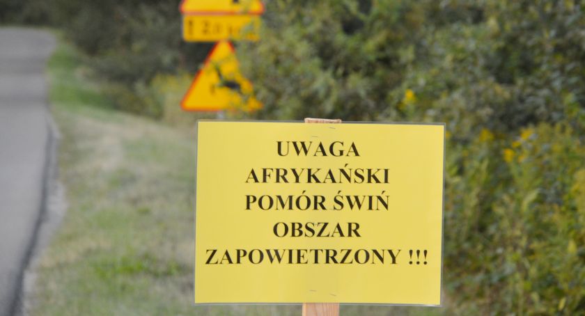 Wykryto ASF u 20 świń w Łazach. Prawie 200 zabito         