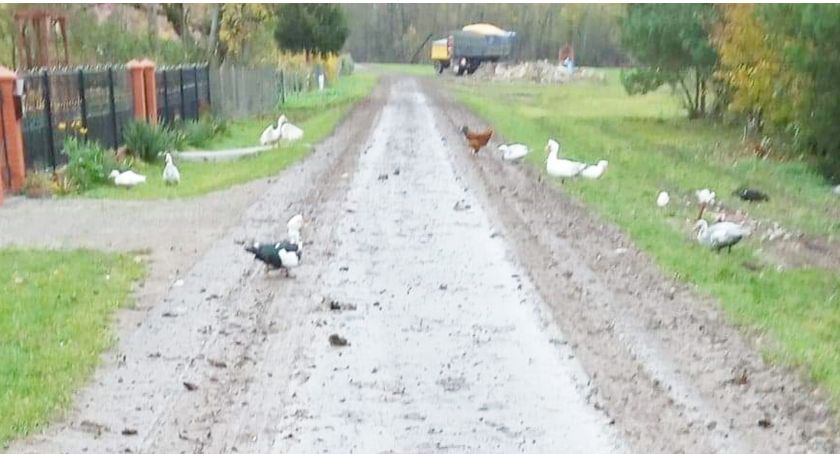 Chodzą i jeżdżą po błocie 