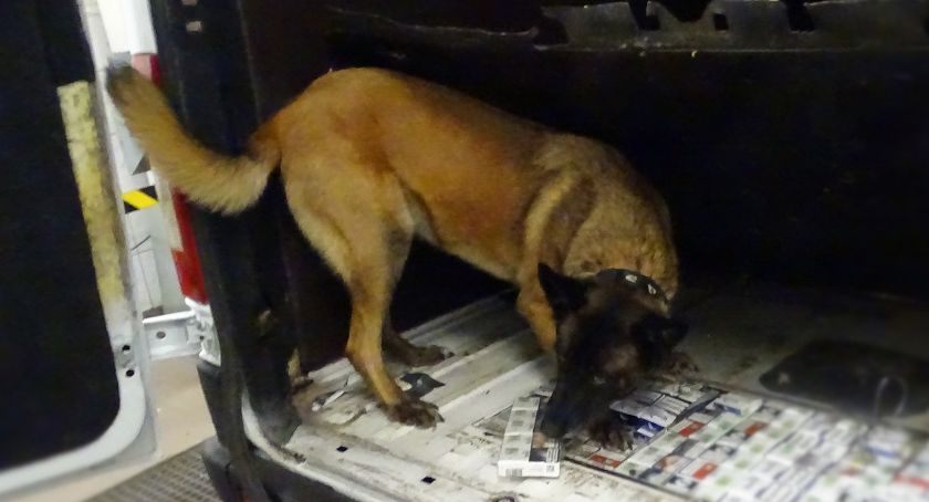 Koko pomogła znaleźć ukryte w podłodze busa papierosy 