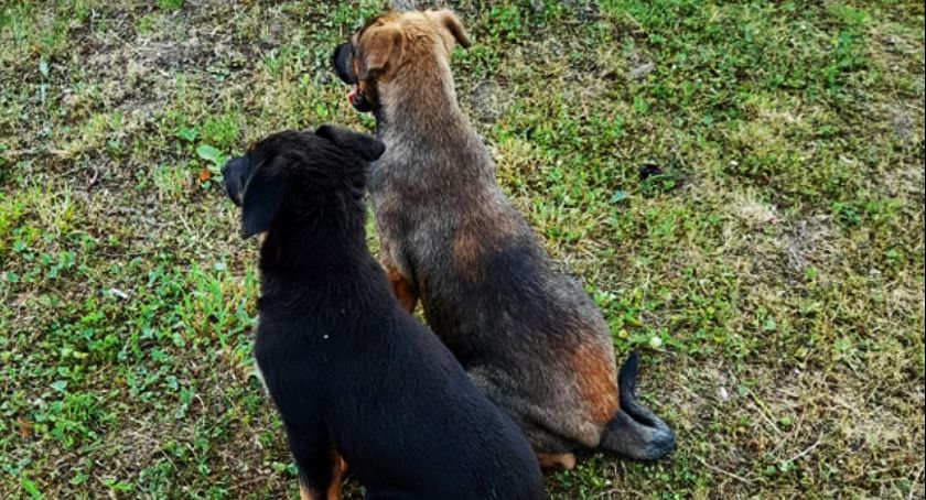 Znalezione w lesie szczeniaki szukają domów 