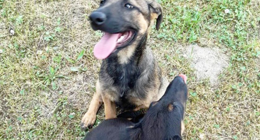 Znalezione w lesie szczeniaki mają domy!