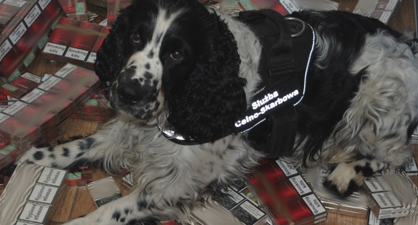 Spaniel Bruce pomógł wykryć przemyt 