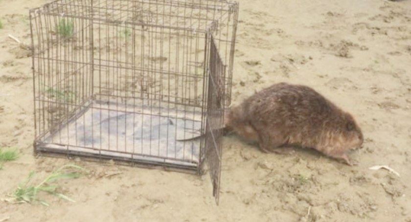  W budynku mieszkańca Ostrowa zagościł bóbr. Gmina nie pomogła
