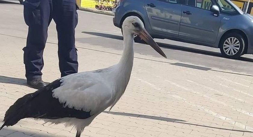 Policjanci pomogli potrzebującemu bocianowi