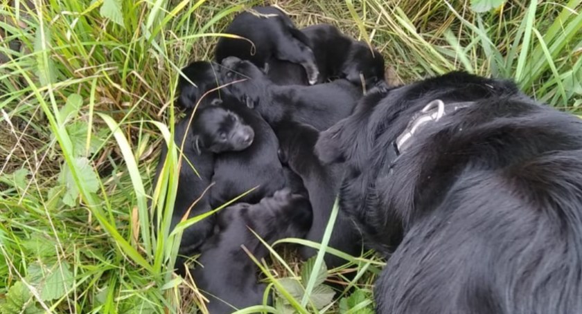 Labradorka Hera uratowała porzucone szczenięta (WIDEO)