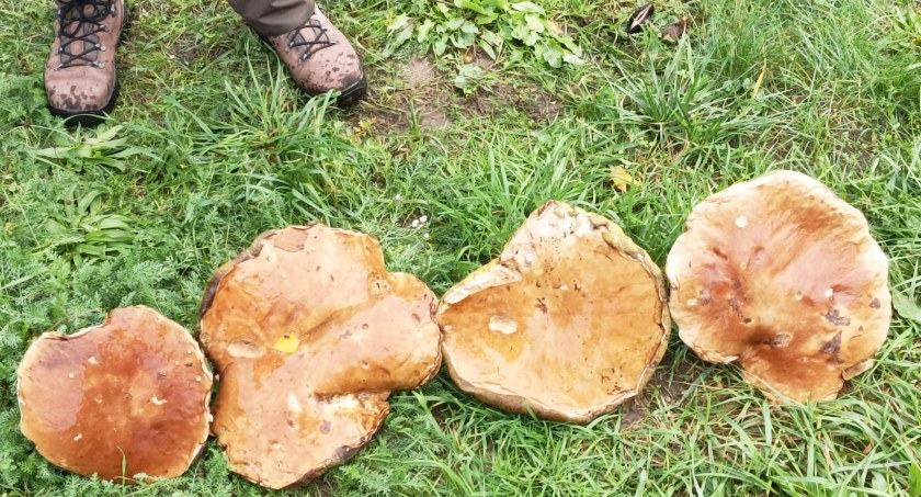 Mieszkaniec Mołodycza znalazł prawdziwki giganty 