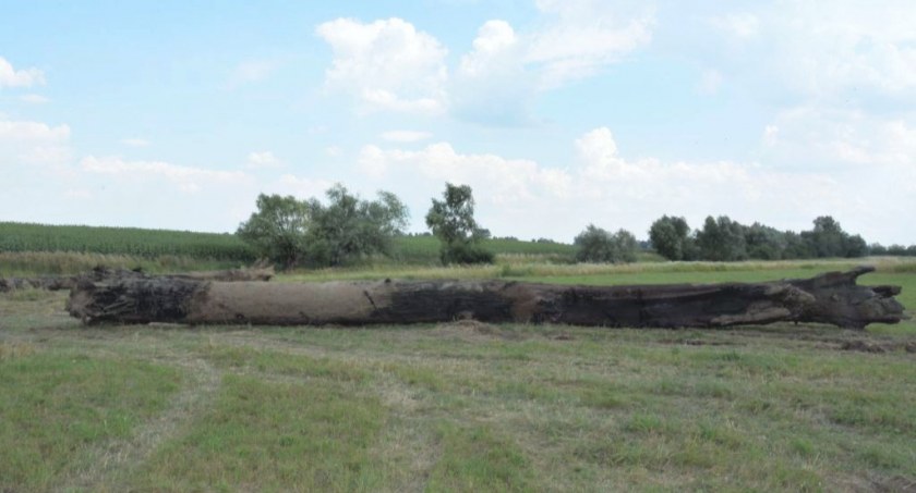  Usiłowali ukraść czarny dąb z koryta Sanu w Manasterzu