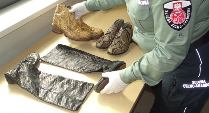 Przewoził przez granicę kurtkę i buty wykonane ze skóry pytona objętego ochroną (ZDJĘCIA, WIDEO)