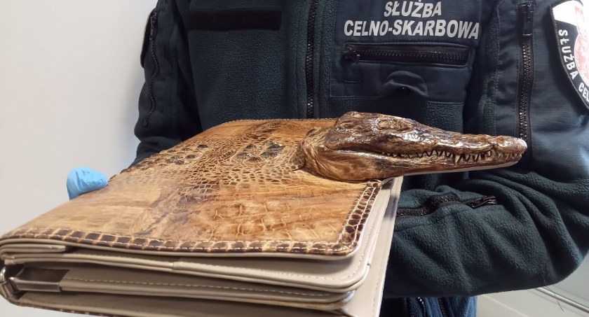 Próbował przewieźć przez granicę torbę ze skóry chronionego krokodyla amerykańskiego 