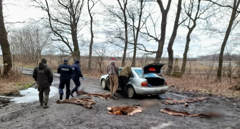 Kłusownik z gminy Laszki wpadł w ręce policji i Straży Leśnej, gdy chciał wrzucić pozostałe łby, skóry i badyle do Sanu w Wysocku