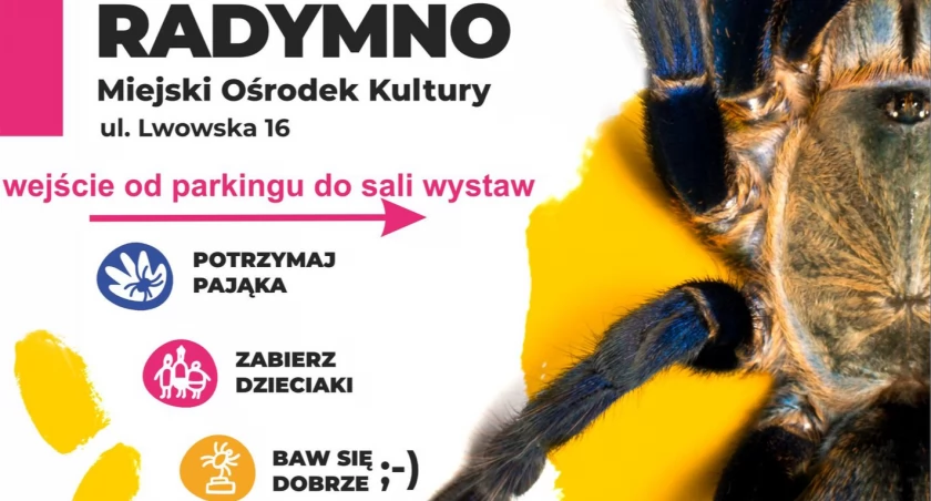 Wystawa pająków w Miejskim Ośrodku Kultury w Radymnie
