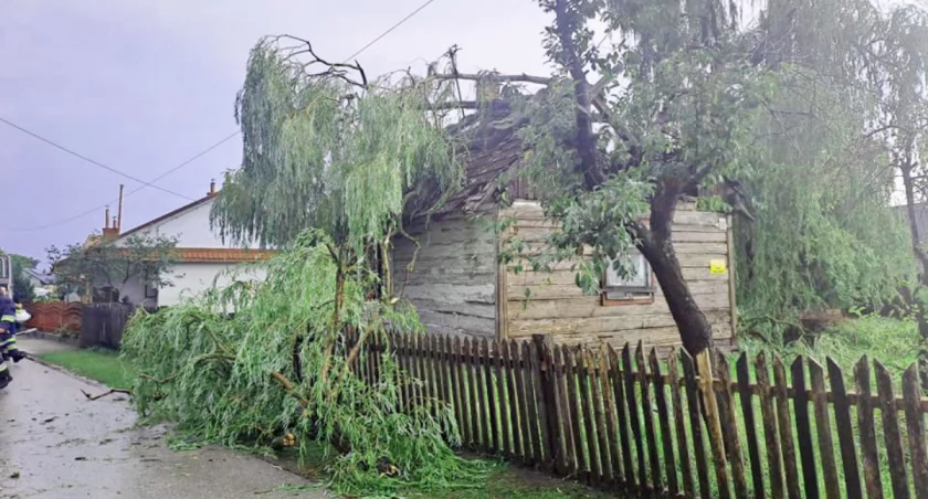 Powalone drzewa i konary na budynki i drogi w gminie Sieniawa po wczorajszej nawałnicy