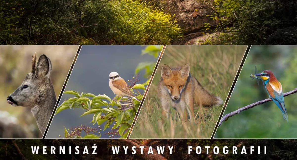 Wystawa fotografii Anety Kiper „Moja Narnia