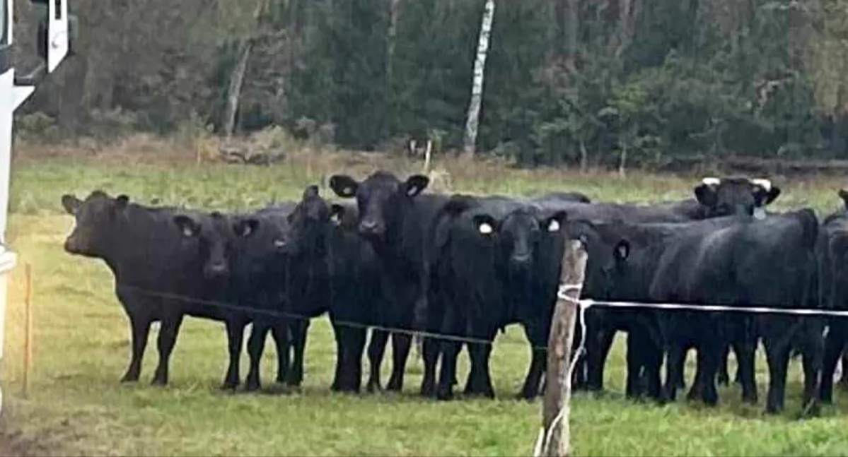 Siedem krów rasy czarny angus uciekło z zagrody w Gniewczynie Trynieckiej. Właściciele proszą o  pomoc
