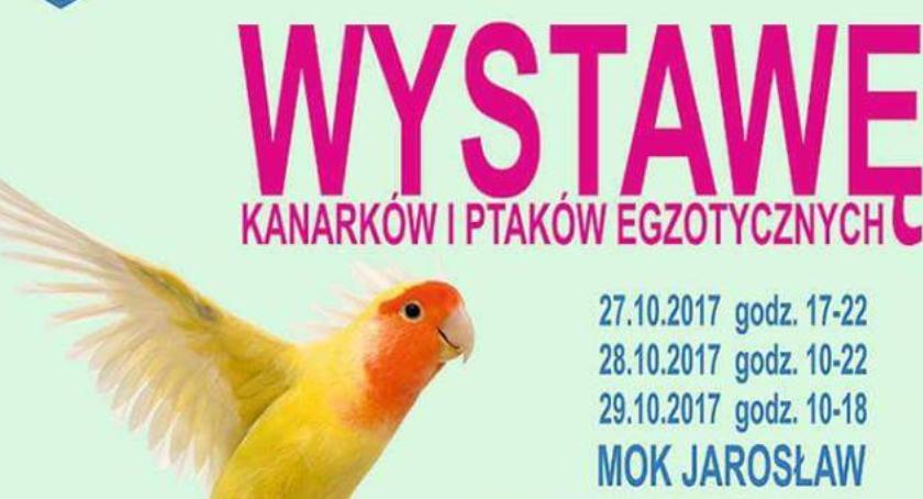 Wystawa kanarków i ptaków egzotycznych.