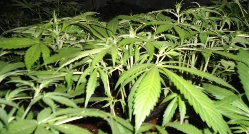 SG znalazła plantację marihuany w środku lasu