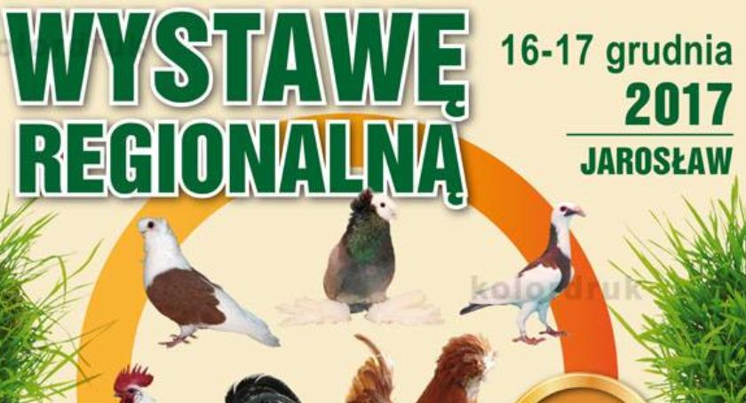 49 Regionalna wystawa PTHGRiDI Jarosław 2017