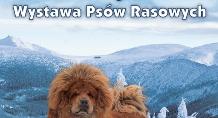 51 Krajowa Wystawa Psów Rasowych