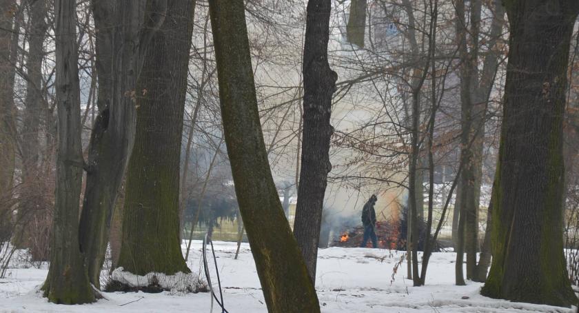 Czy w parku wolno spalać gałęzie? 
