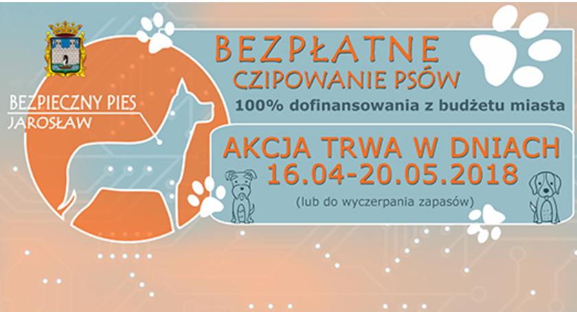 Bezpłatne czipowania psów od 16 kwietnia 