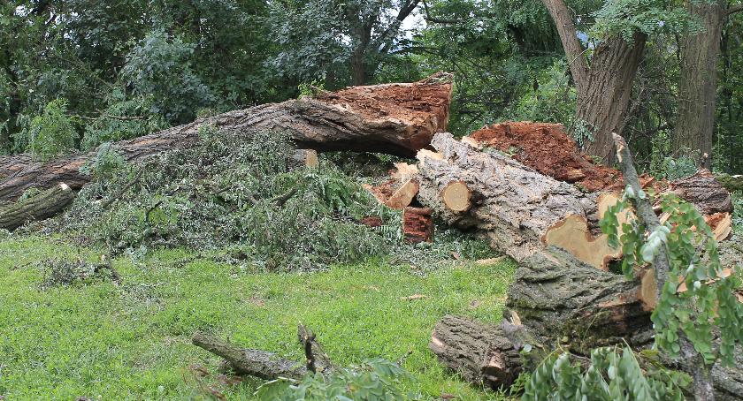 Robinia z Cygańskiej Góry przegrała z deszczem i wiatrem 