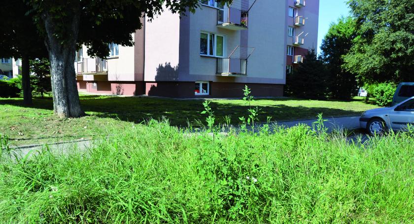Kontrast na trawnikach