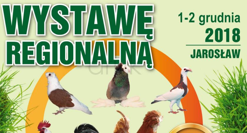 Wystawa Regionalna hodowców gołębi, królików i kur ozdobnych