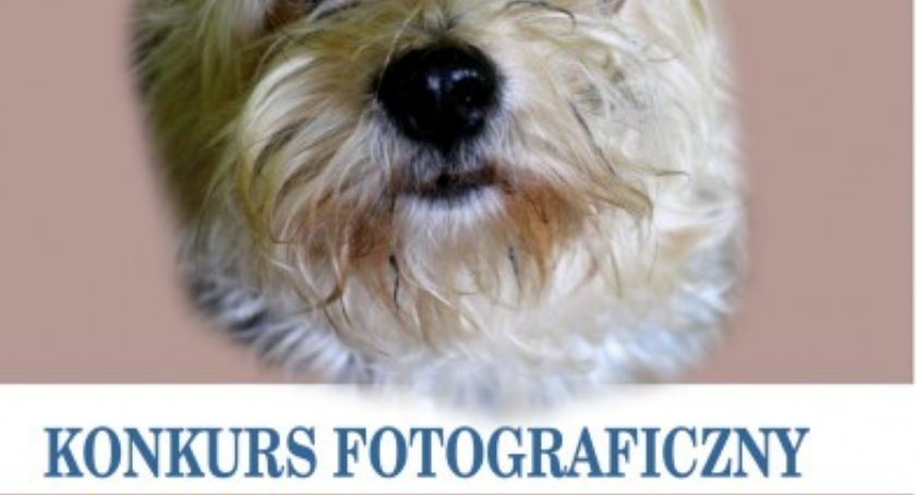 Nadzieja na czterech łapach – 2019. Konkurs fotograficzny