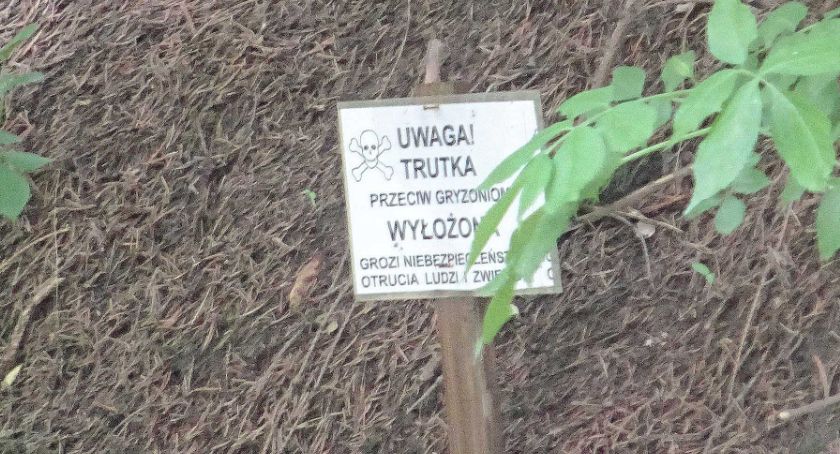 Fetor, śmieci  i martwe szczury 