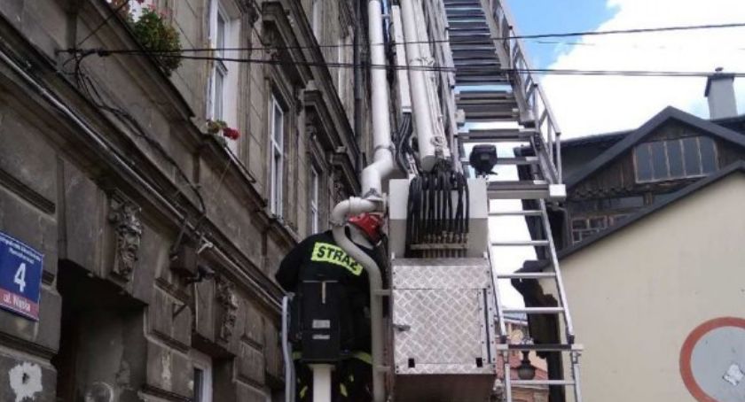 Sokół trafił z powrotem do gniazda