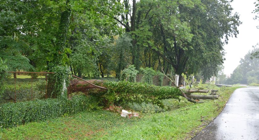 Powalone drzewo uszkodziło ogrodzenie 