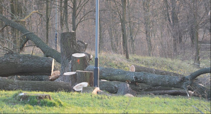 Kilkanaście ściętych drzew na brzegu Sanu