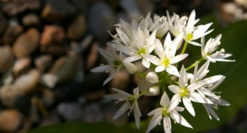 Naturalne metody wspierania zdrowia 