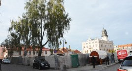 Trzy ostatnie drzewa na rynku idą do wycinki  