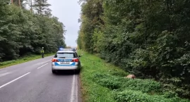 Jeleń wbiegł wprost pod nadjeżdżający samochód na dr&hellip;