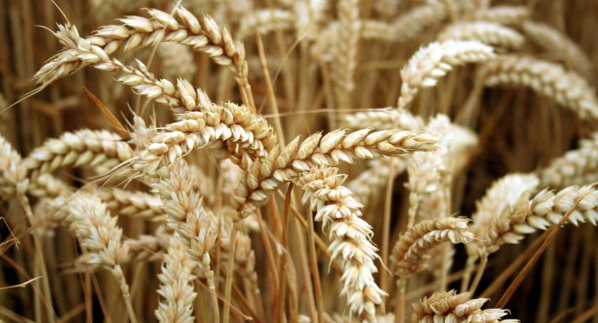 ARiMR: Materiał siewny 2020 – ruszył nabór wniosków